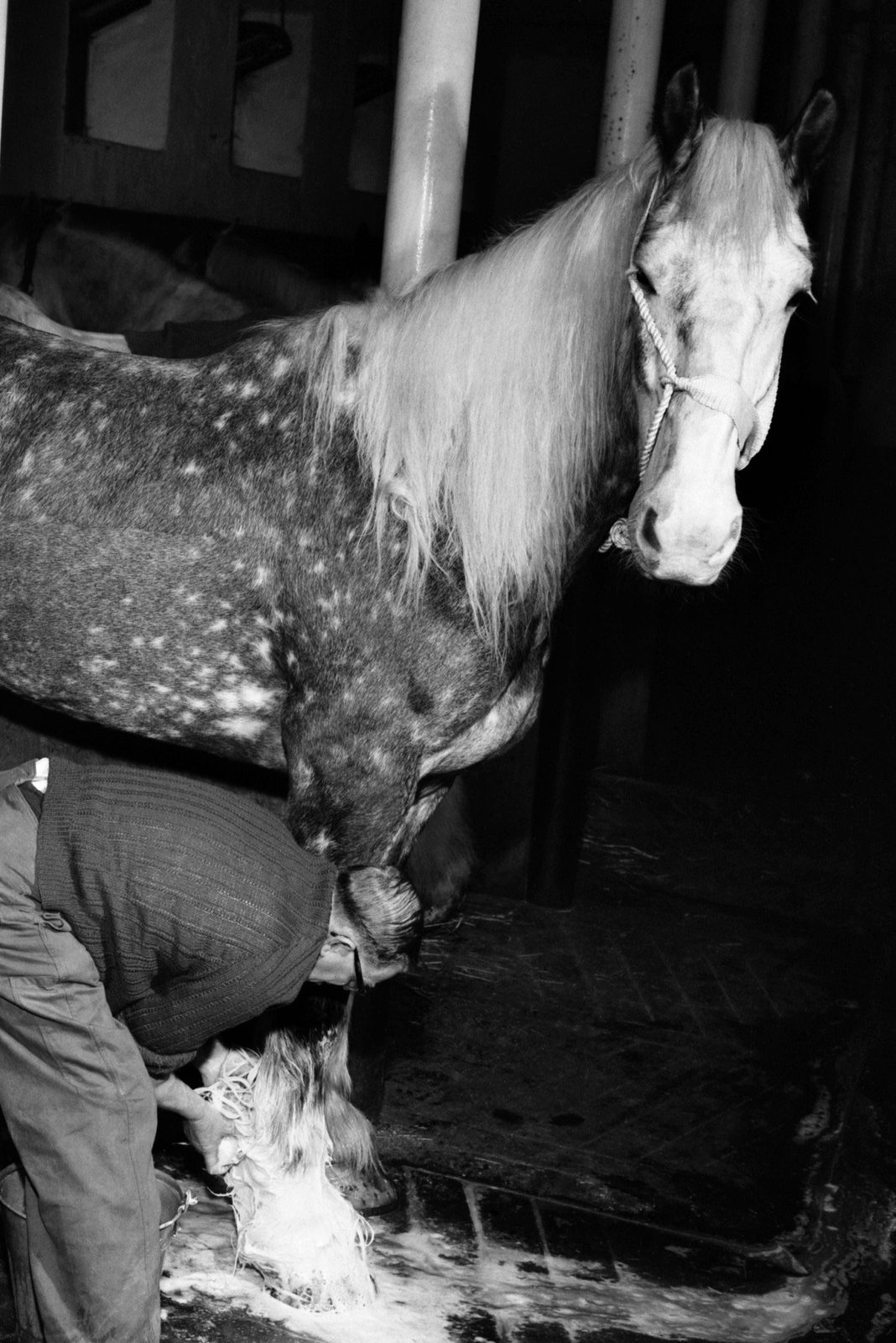 Horses in the former Whitbread stable